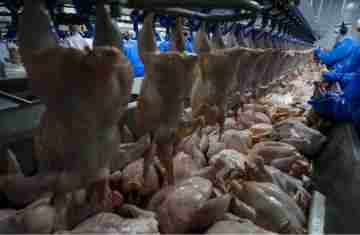 Retomada das exportações de frango para a Malásia terá reflexo positivo no Paraná